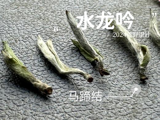 【2024春茶来了】野性十足、野劲十足的2024荒野银针来了，雪后的白茶更甜，天生天养的荒野白茶就更甜了 商品图7