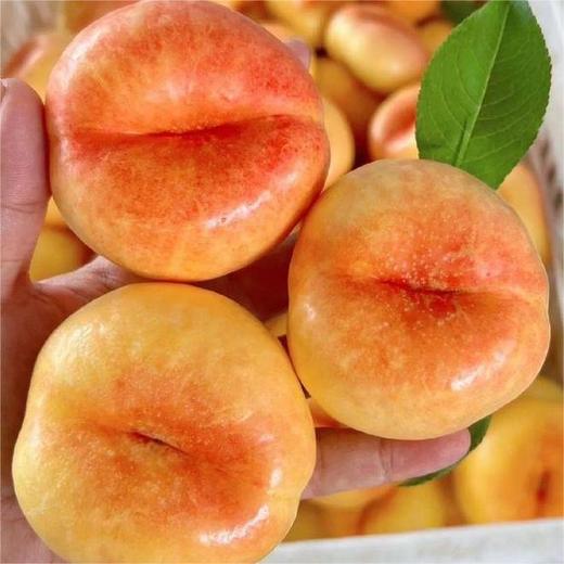 山东紫金彩虹油蟠桃3-4斤彩箱装6-12个  一格一颗，足重，不满格为正常现象 商品图0