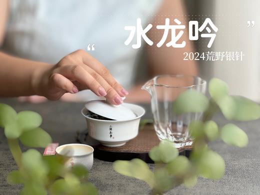 【2024春茶来了】野性十足、野劲十足的2024荒野银针来了，雪后的白茶更甜，天生天养的荒野白茶就更甜了 商品图9