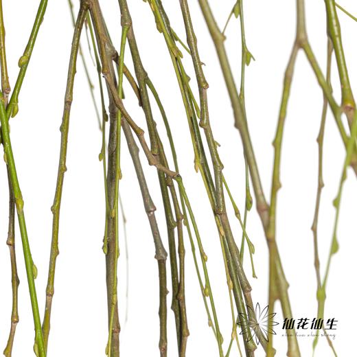 叶材 | 垂柳 商品图3