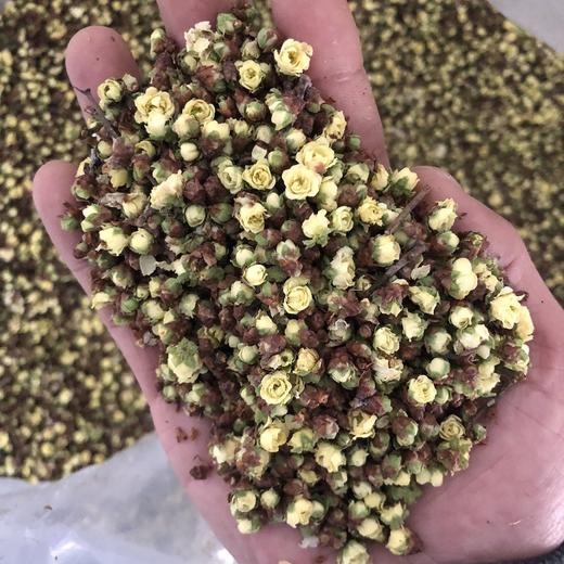 白梅花 绿萼梅 500g 商品图2