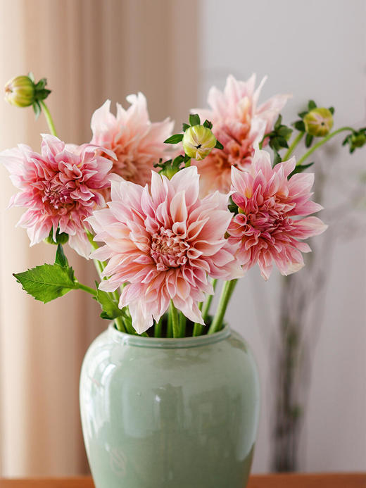 大丽花【我生而平凡，亦幻想能像夏花般绚烂】简小姐精选 墨西哥国花 ”花中贵族“ 稀有大丽花  下单5天内发货 商品图2