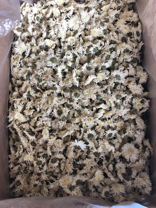 七月菊 菊花 白菊花 500g 商品图2