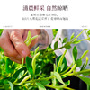 金银花花茶25g*2【产地直发】@妈妈农场 商品缩略图2