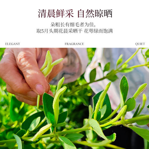 金银花花茶25g*2【产地直发】@妈妈农场 商品图2