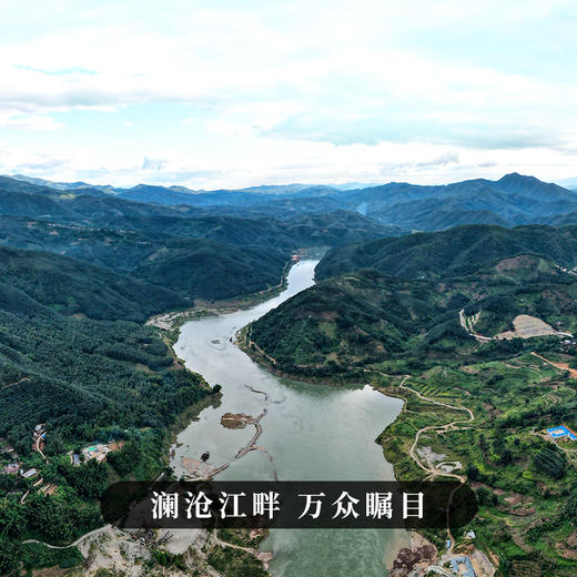 【昔归龙珠】临沧“茶霸王”普洱茶生茶2023年春茶云南古树小沱茶特级茶叶70g/罐 商品图5