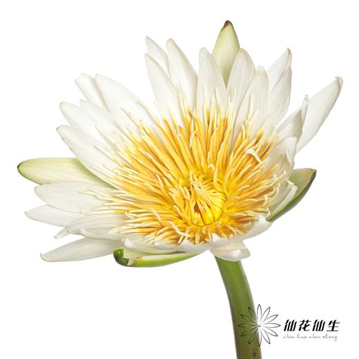 配花 | 睡莲白色 商品图2