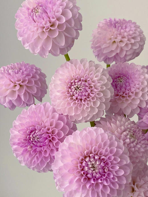 大丽花【我生而平凡，亦幻想能像夏花般绚烂】简小姐精选 墨西哥国花 ”花中贵族“ 稀有大丽花  下单5天内发货 商品图7