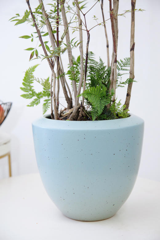 蓝盆南天竹1 商品图1