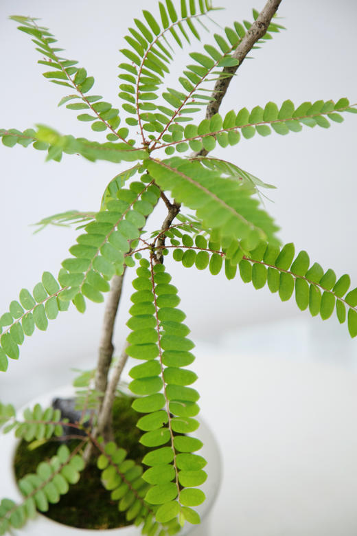 白盆叶下珠 商品图2