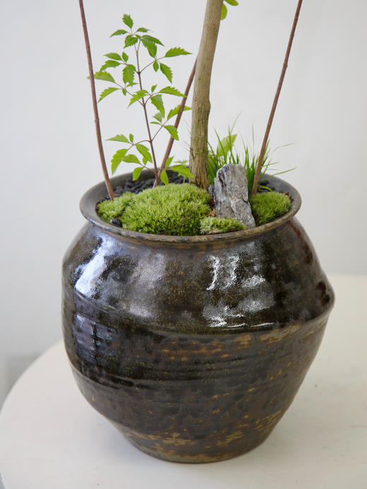 造型黄荆黑色盆 商品图1