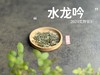 【2024春茶来了】野性十足、野劲十足的2024荒野银针来了，雪后的白茶更甜，天生天养的荒野白茶就更甜了 商品缩略图0