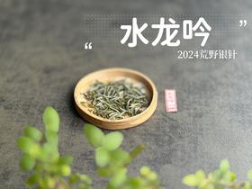 【2024春茶来了】野性十足、野劲十足的2024荒野银针来了，雪后的白茶更甜，天生天养的荒野白茶就更甜了