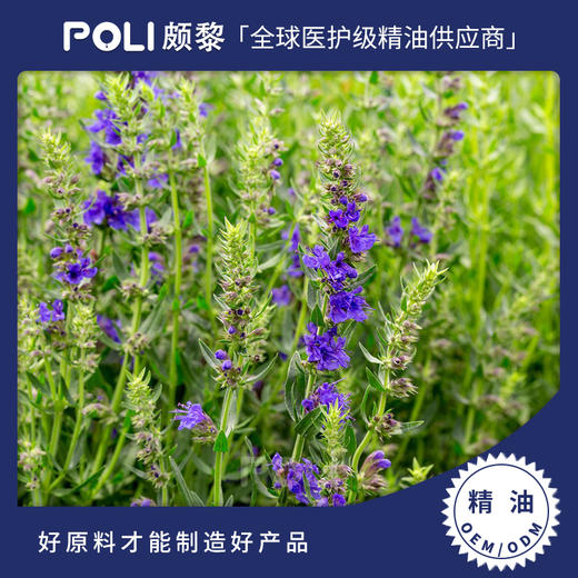 英国进口牛膝草精油原料 POLI精油原料批发 颇黎高地牛膝草精油 商品图0