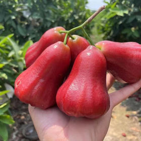 海南空运 黑金刚莲雾