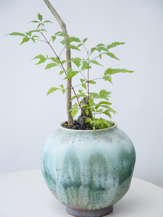 造型黄荆蓝色盆 商品图1