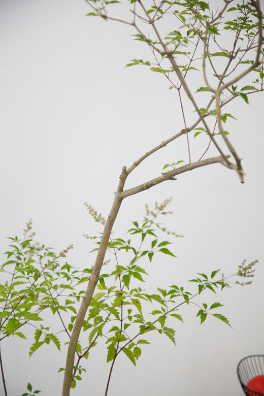 造型黄荆黑色盆 商品图2