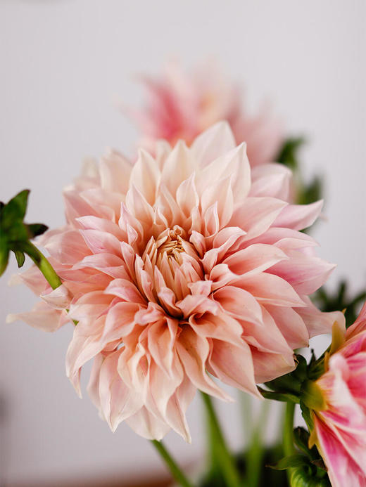 大丽花【我生而平凡，亦幻想能像夏花般绚烂】简小姐精选 墨西哥国花 ”花中贵族“ 稀有大丽花  下单5天内发货 商品图1