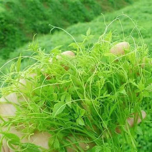 龙须绞股蓝 七叶绞股蓝 五叶绞股蓝 500g 商品图1