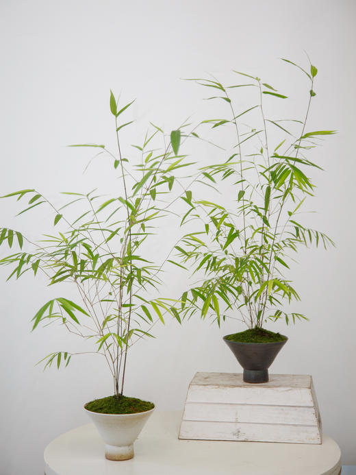 内门竹 商品图0