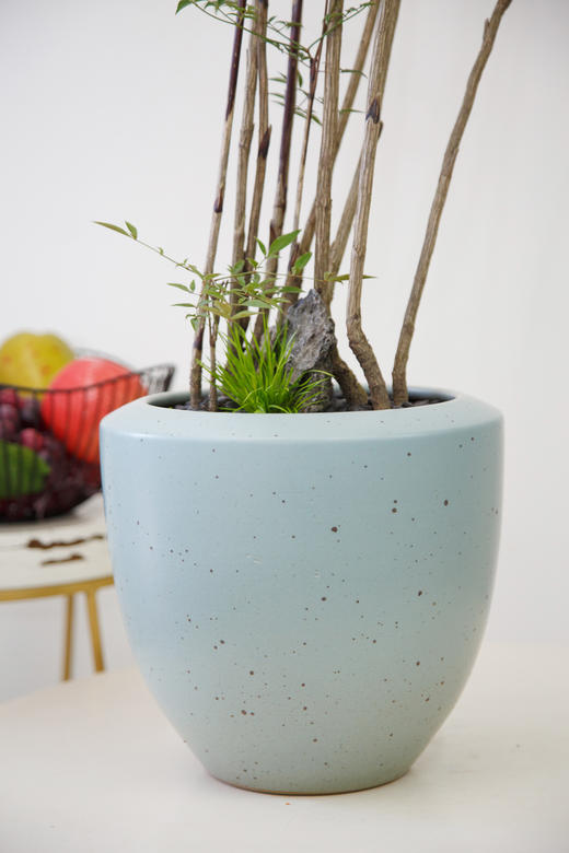 蓝盆南天竹2 商品图1