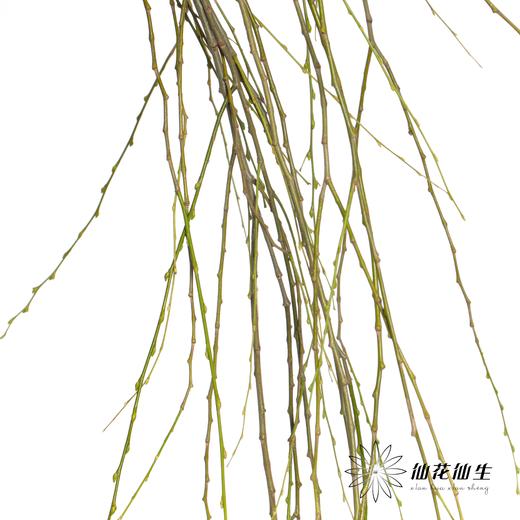 叶材 | 垂柳 商品图1