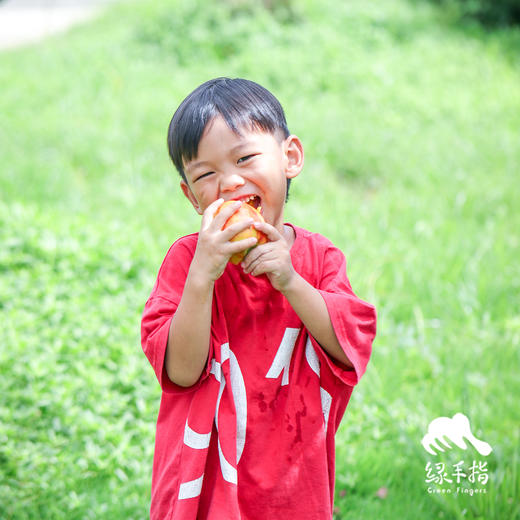 生态黄肉大油桃（中油金铭） | 合作生产 *Eco-nectarine | Partner Production 商品图2