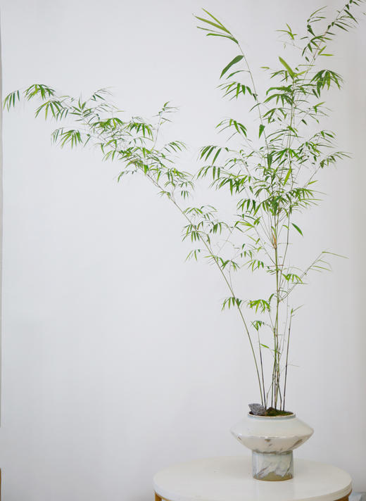 碟盆内门竹 商品图0