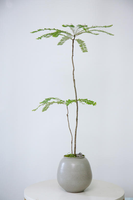 灰色盆叶下珠 商品图0