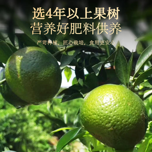 【冬季滋补】杞里香45g罐装陈皮新会核心产区。天然生晒，自然陈化 8年陈化泡茶水喝橘子皮老橘皮橙皮干广东 商品图2