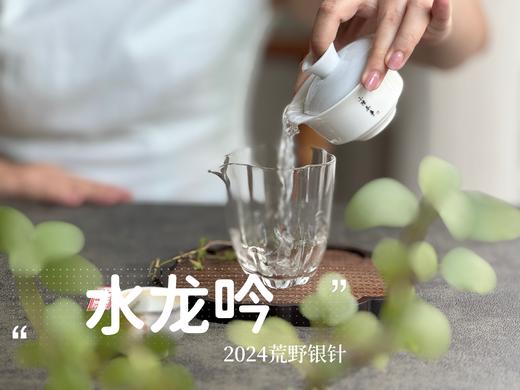 【2024春茶来了】野性十足、野劲十足的2024荒野银针来了，雪后的白茶更甜，天生天养的荒野白茶就更甜了 商品图10