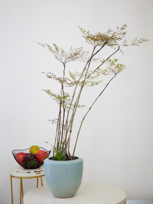 蓝盆南天竹2 商品图0