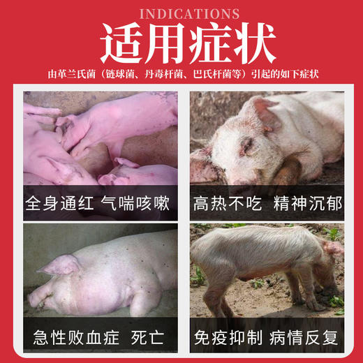 赛为高热混感套餐猪牛羊无名高热高烧不退咳喘不吃食退烧兽药正品 商品图2