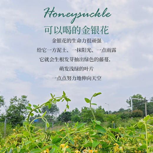 金银花花茶25g*2【产地直发】@妈妈农场 商品图1