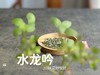 【2024春茶来了】野性十足、野劲十足的2024荒野银针来了，雪后的白茶更甜，天生天养的荒野白茶就更甜了 商品缩略图2