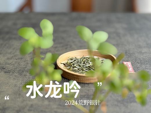 【2024春茶来了】野性十足、野劲十足的2024荒野银针来了，雪后的白茶更甜，天生天养的荒野白茶就更甜了 商品图2
