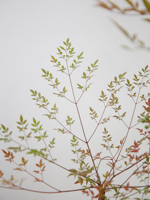 白圆盆南天竹 商品图2