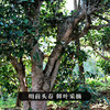【昔归龙珠】临沧“茶霸王”普洱茶生茶2023年春茶云南古树小沱茶特级茶叶70g/罐 商品缩略图4
