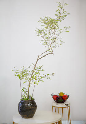 造型黄荆黑色盆