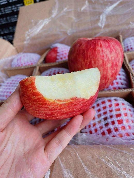 洛川红 富士 苹果 脆甜5斤 商品图3