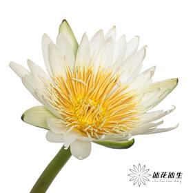 配花 | 睡莲白色