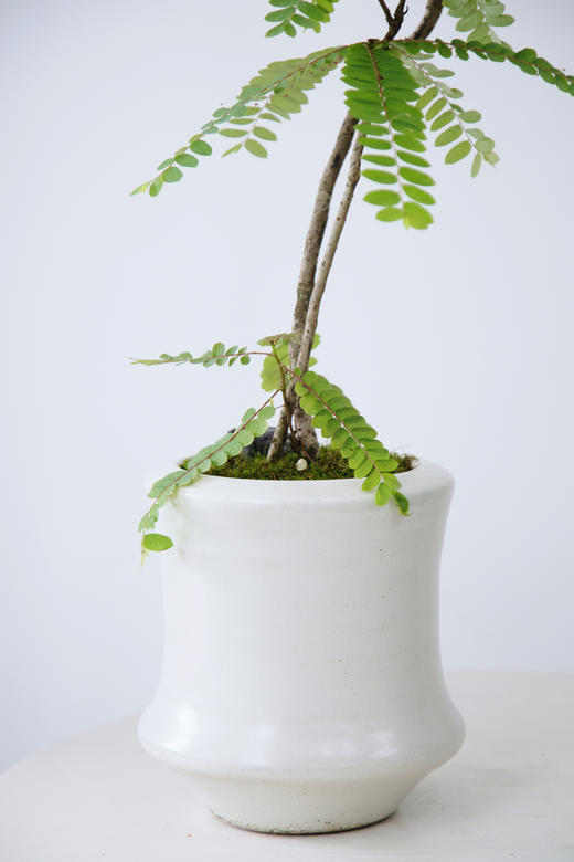 白盆叶下珠 商品图1