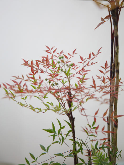 白盆南天竹 商品图2