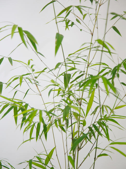 碟盆内门竹 商品图2