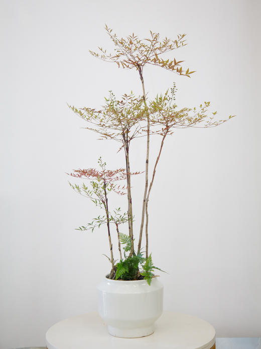 白盆南天竹 商品图0