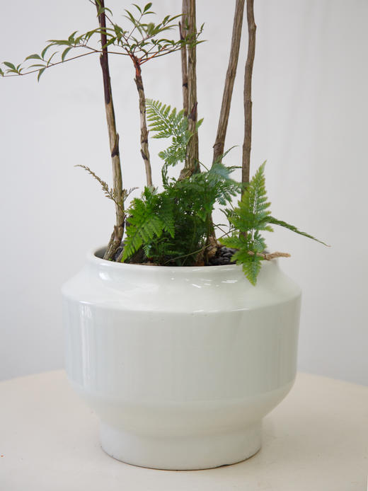 白盆南天竹 商品图1