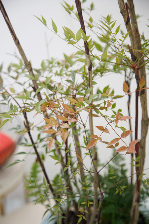 蓝盆南天竹1 商品图3