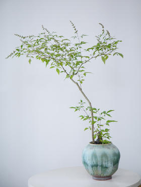 造型黄荆蓝色盆