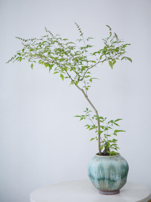 造型黄荆蓝色盆 商品图0