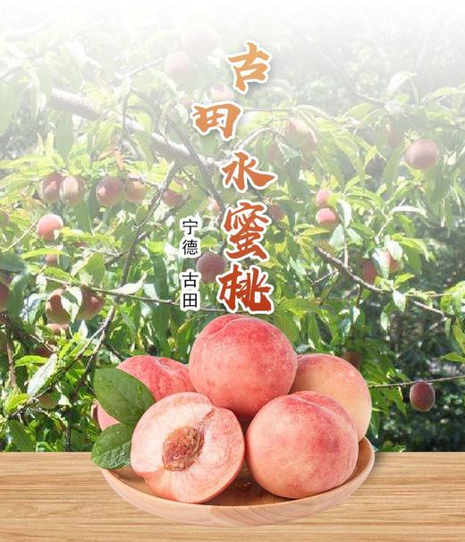 【端午安康】古田水蜜桃  5kg（7月23日到货）【MJ】 商品图0